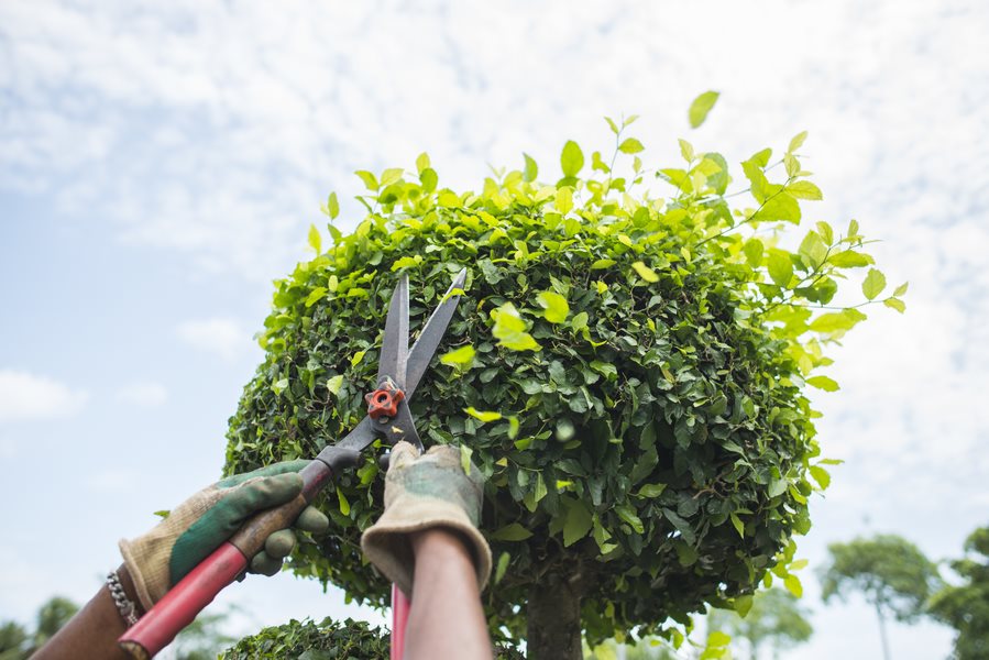 Entretien espaces vert 