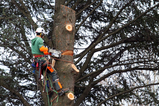 Élagage abattage à Saint-Etienne-du-bois
